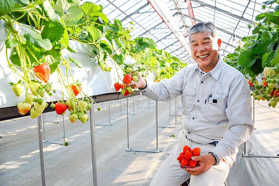 XKLĐ Nhật Bản Trồng Rau Củ Dâu Tây